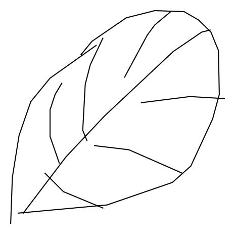 Leaf Image